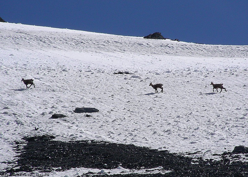#6 Chamois au sommet : J Chamois au sommet : J'ai été devancé au sommet!!! Beau spectacle, mais ils courent tellement vite que le temps de prendre la photo, ils étaient déjà assez loin...
