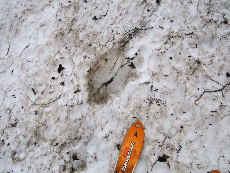 #3 Ghilié : De petit morceaux de neige en glace parsemés demande une certaine vigilance à la descente pour ne pas être déséquilibré. Du bas jusqu Ghilié : De petit morceaux de neige en glace parsemés demande une certaine vigilance à la descente pour ne pas être déséquilibré. Du bas jusqu'à 2300m.
