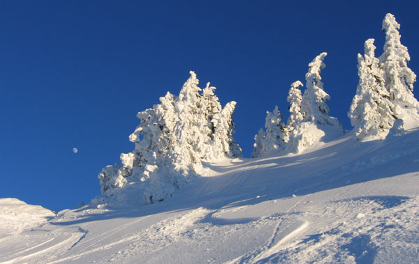 #1 Plâtré ! : Toujours aussi beau les paysages avec les arbres plâtrés ! Plâtré ! : Toujours aussi beau les paysages avec les arbres plâtrés !
