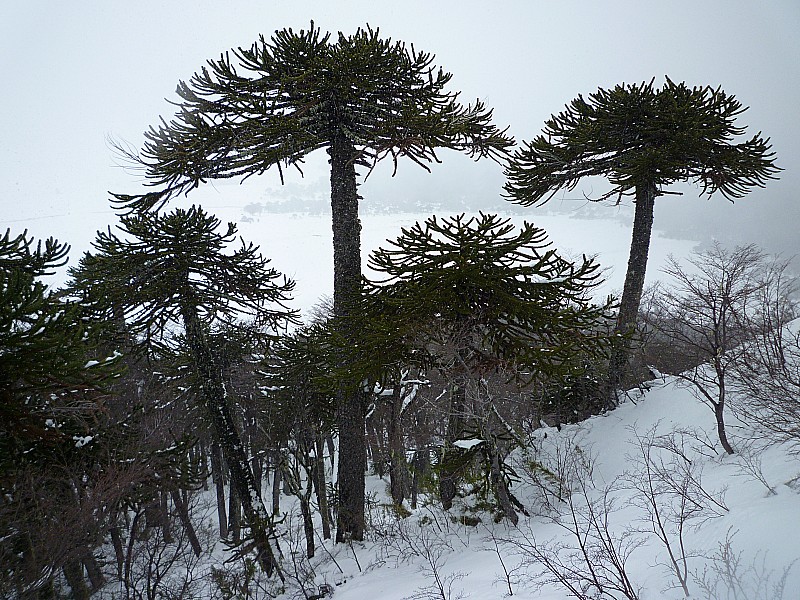 #8 Araucarias : Toujours ces arbres majestueux. Araucarias : Toujours ces arbres majestueux.