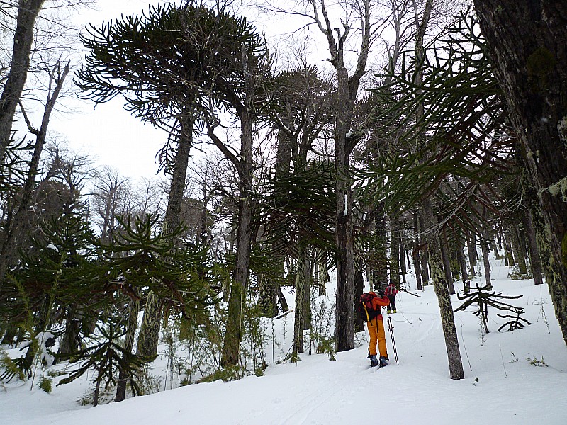 Forêt d'araucarias : Anne au milieu des araucarias.