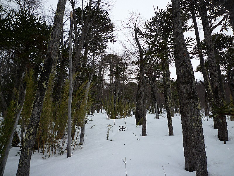 #5 Forêt d Forêt d'araucarias : Superbe ces arbres !