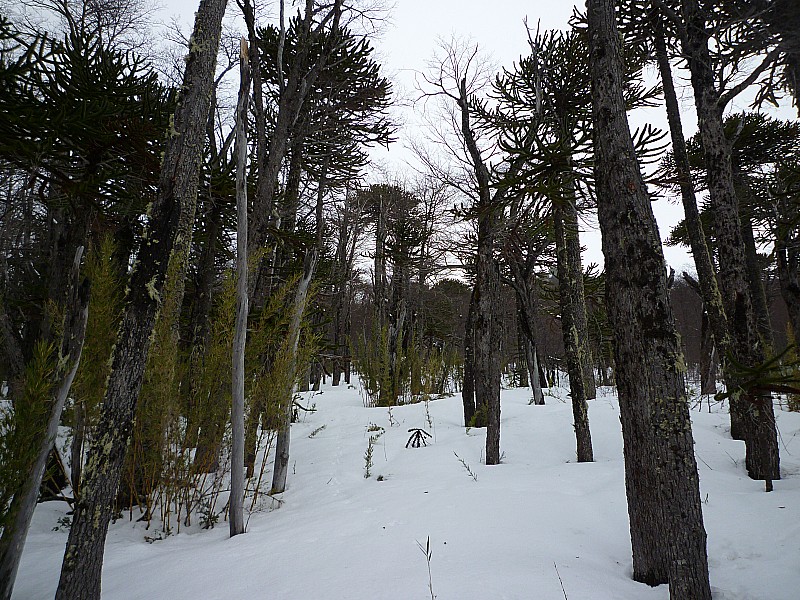 Forêt d'araucarias : Superbe ces arbres !