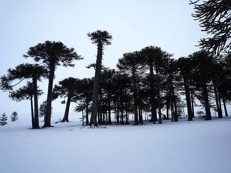 Araucarias : Forêt d'araucarias au bas de la station de ski de Corralco