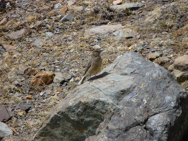 #2 Faune : Le premier qui trouve le nom de cette volaille gagne un carambar Faune : Le premier qui trouve le nom de cette volaille gagne un carambar