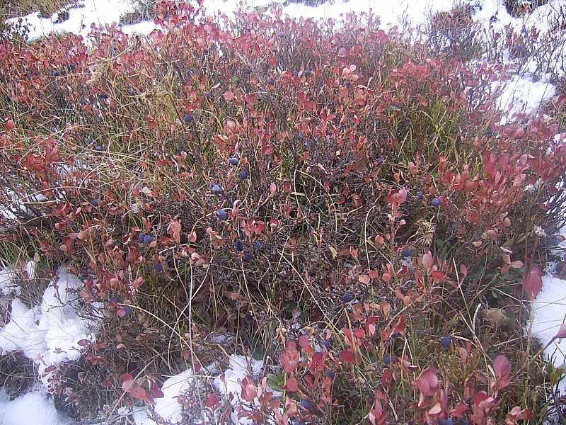 #2 myrtilles : vestiges fruitiers de l myrtilles : vestiges fruitiers de l'été