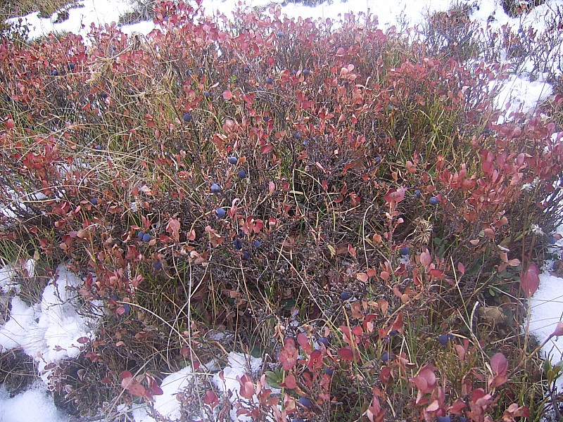 myrtilles : vestiges fruitiers de l'été