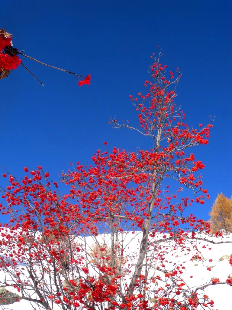 #9 Notre Drapeau : Notre façon à nous de commémorer le 11 nov. J Notre Drapeau : Notre façon à nous de commémorer le 11 nov. J'déconne, on a juste trouvé ça joli.