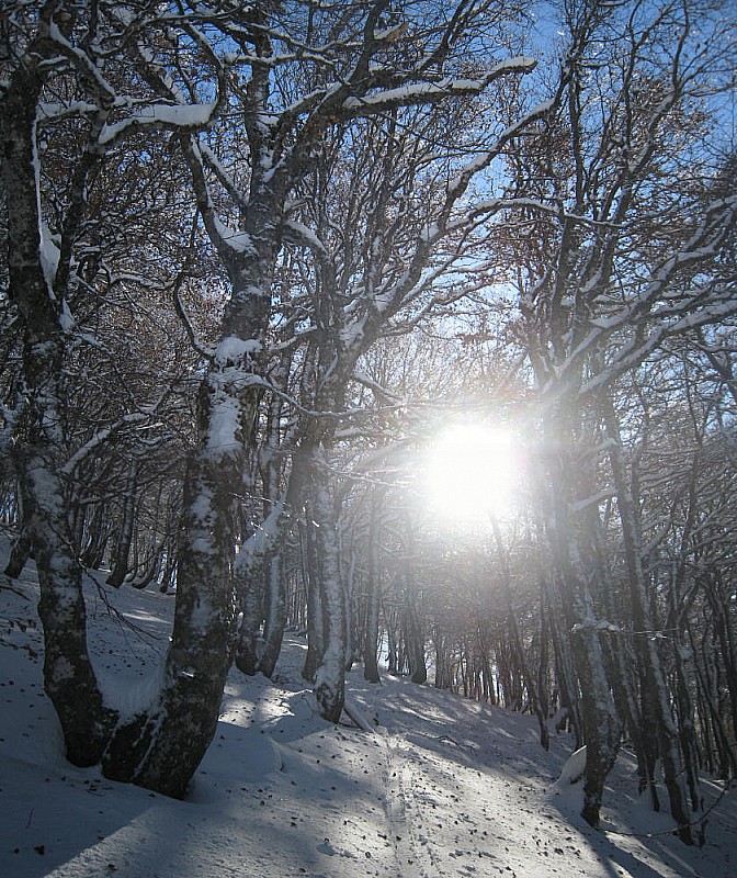 #2 Puy Gros : dans la forêt. Puy Gros : dans la forêt.