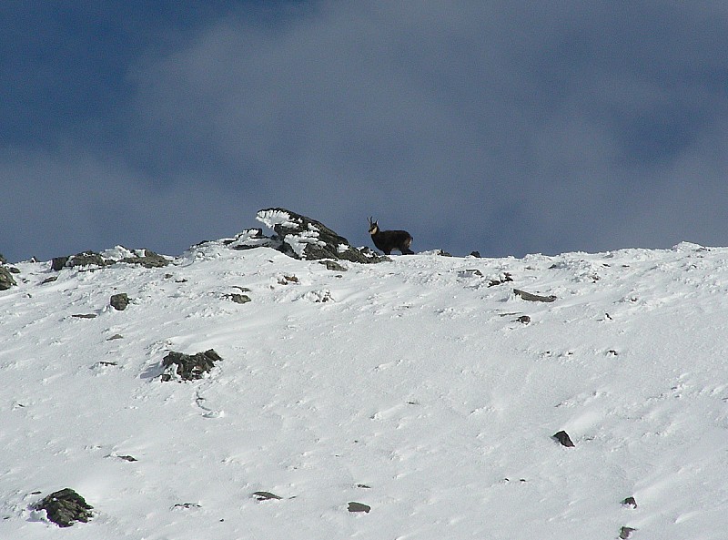 #5 Chamois au col : Tiens, je suis pas tout seul !!! Chamois au col : Tiens, je suis pas tout seul !!!