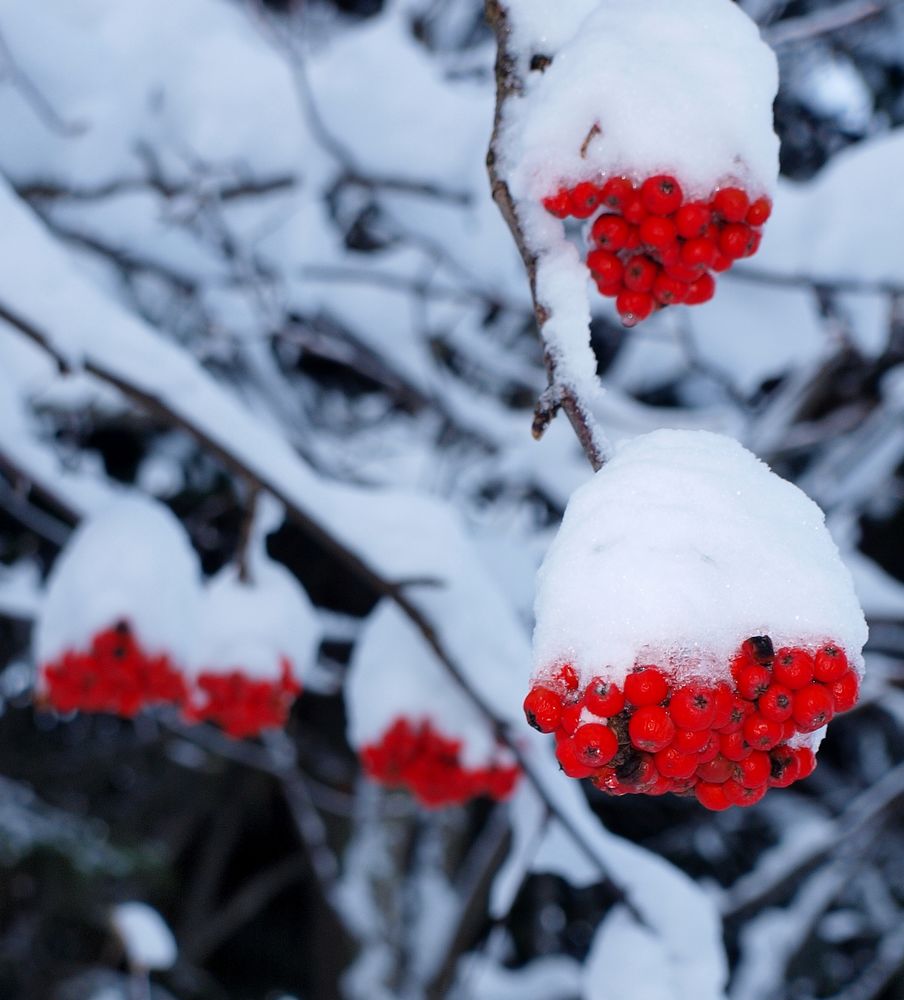 #5 Couleurs de saison : comme le père noël ! Couleurs de saison : comme le père noël !