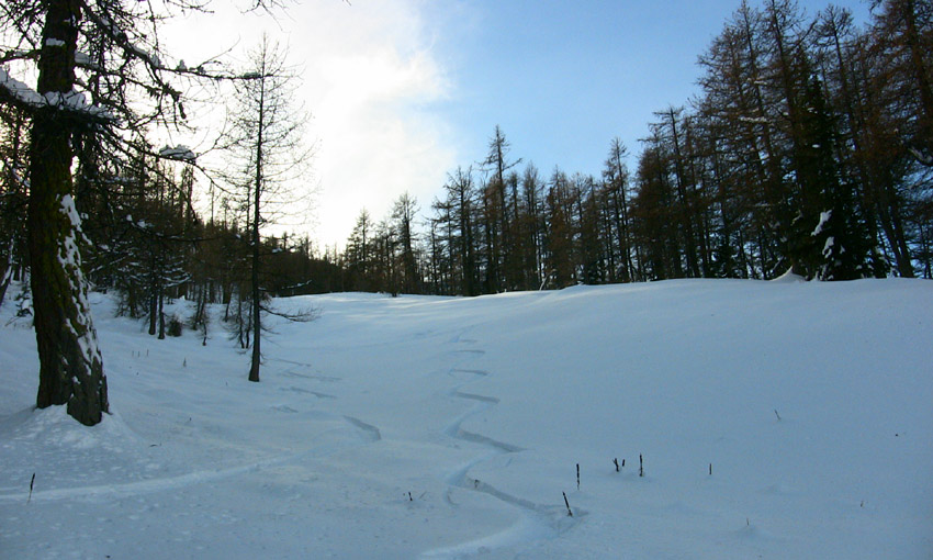 #11 Le bas de la descente dans la forêt, poudre un peu lourde Le bas de la descente dans la forêt, poudre un peu lourde