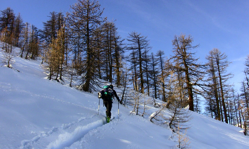 #7 Forêt du Content Forêt du Content