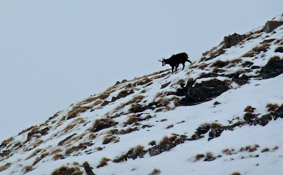 #1 Chamois : Mâle solitaire aux poils hirsutes. Chamois : Mâle solitaire aux poils hirsutes.