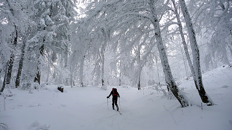 #1 Dans les bois : tout blanc mais un gros déficit de neige Dans les bois : tout blanc mais un gros déficit de neige