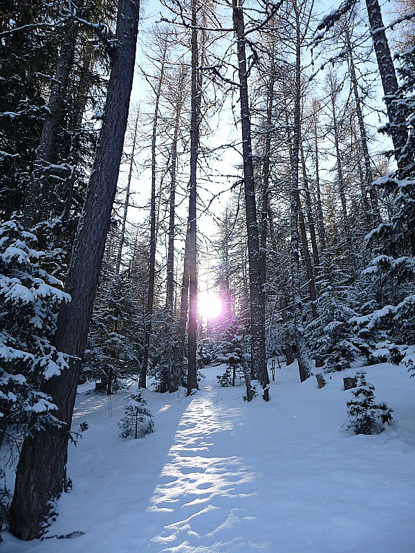 #1 Soleil d Soleil d'hiver : Le soleil joue au chat et à la souris dans la forêt de Rancfred