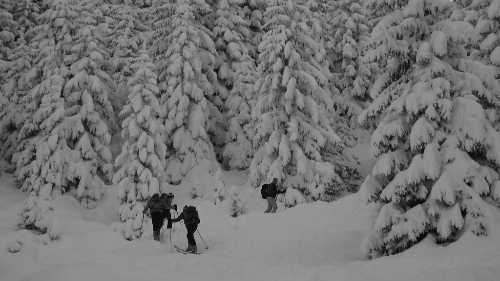 #5 Sapins : Tchouf mene la meute avec des sapins méga chargés Sapins : Tchouf mene la meute avec des sapins méga chargés