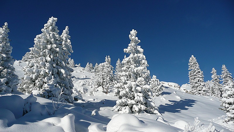 Sapins de Noël : Au-dessus du Col de Bovinant