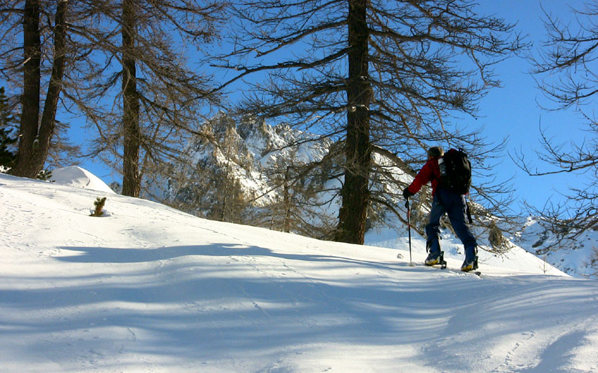 #8 Le Rogué en toile de fond Le Rogué en toile de fond