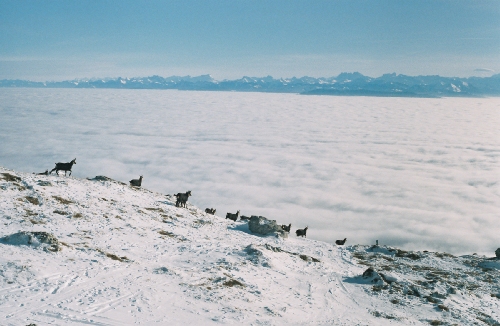 Les chamois du Jura : Les chamois au balcon! 
au  fond la chaine des alpes au delà du lac Léman