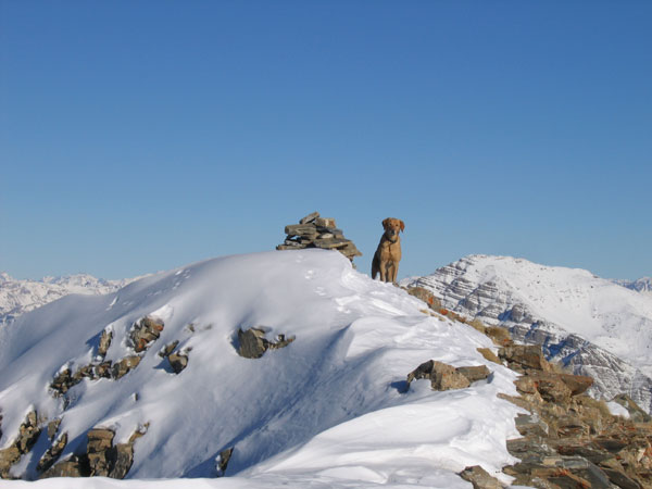 #1 Sommet N : Wouf le chien au sommet avant moi ! Sommet N : Wouf le chien au sommet avant moi !