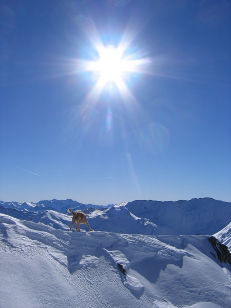#2 Sur l Sur l'arête : Pas de problèmes pour lui ! Pas besoin de crampons...