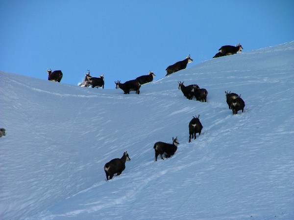 Chamois : Entraînement Pierra Menta!