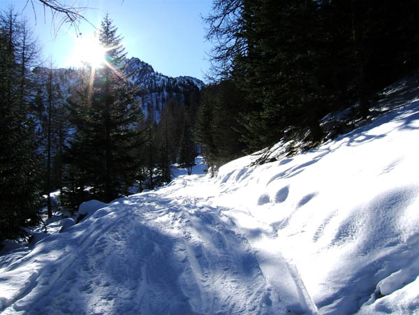 Testa di Costabella de Ciaval : Chemin en lacets dans la forêt à la montée.
