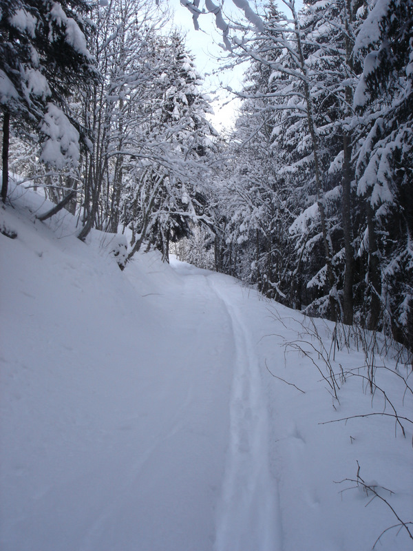 #1 Forêt : Forêt bien enneigé Forêt : Forêt bien enneigé