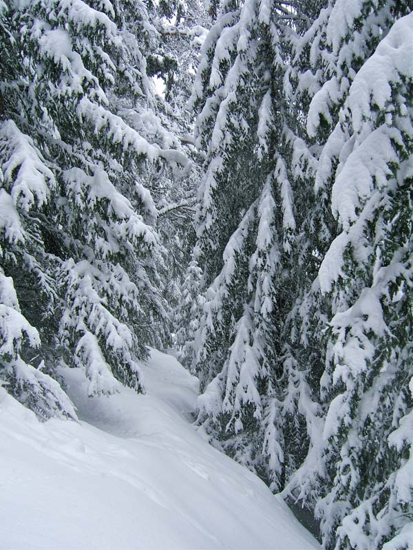 #12 Giarons : Le sentier du bas est très étroit c Giarons : Le sentier du bas est très étroit c'est chaud, surtout qu'il y a 2 arbres qui en barre l'accès.