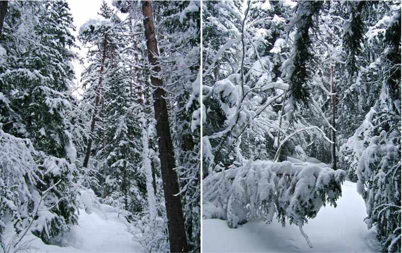 #4 Giarons : Le sentier de montée avec parfois des arbres ou branches qui plie sous le poids gène la progression. Giarons : Le sentier de montée avec parfois des arbres ou branches qui plie sous le poids gène la progression.