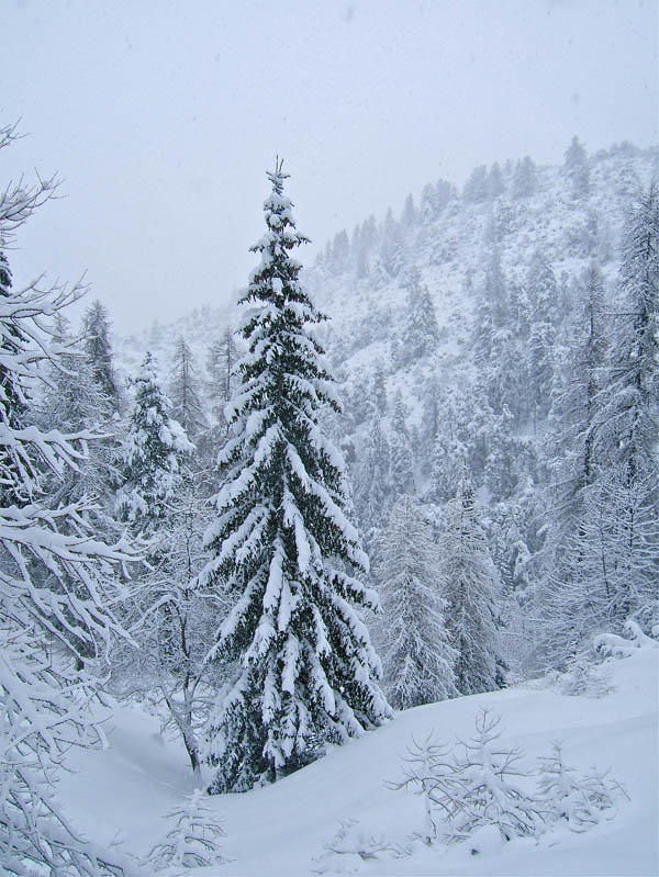 #11 Giarons : Beau sapin de noël. Giarons : Beau sapin de noël.