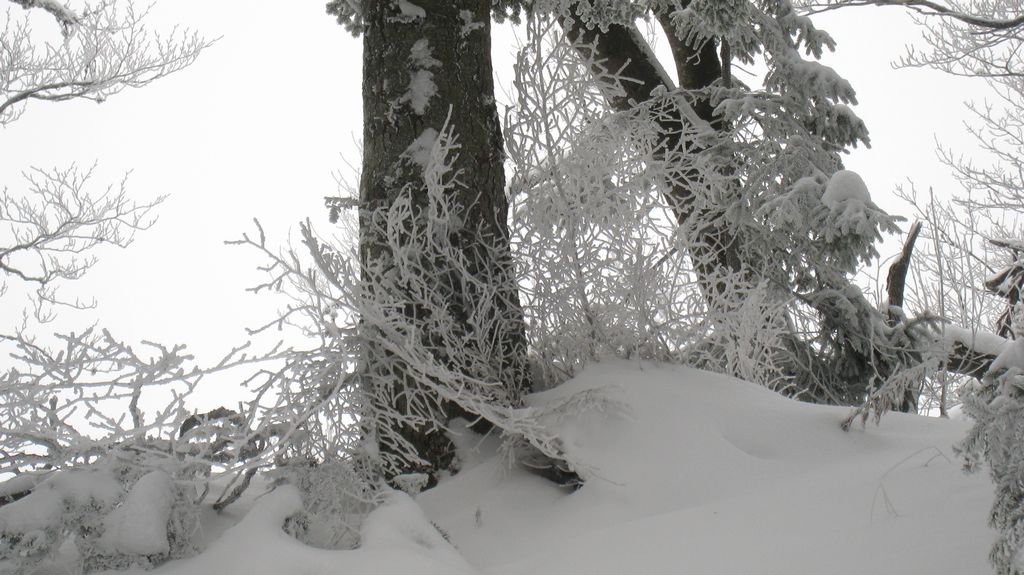 Hiver : tout est givré