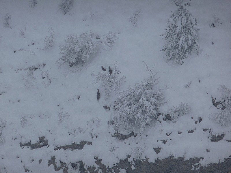 #2 jouère : Chamois qui brasse aussi les pauvres!!! jouère : Chamois qui brasse aussi les pauvres!!!