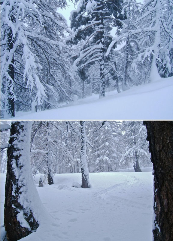 #13 Pétoumier : Passage dans la forêt avec une meilleure visibilitée, mais les arbres sont denses et parfois couchés, il faut rester prudent. Pétoumier : Passage dans la forêt avec une meilleure visibilitée, mais les arbres sont denses et parfois couchés, il faut rester prudent.