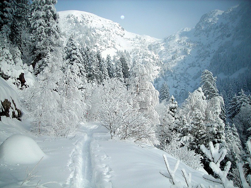 #3 Forêt : Sapins bien gavés vers la route du Poursollet Forêt : Sapins bien gavés vers la route du Poursollet
