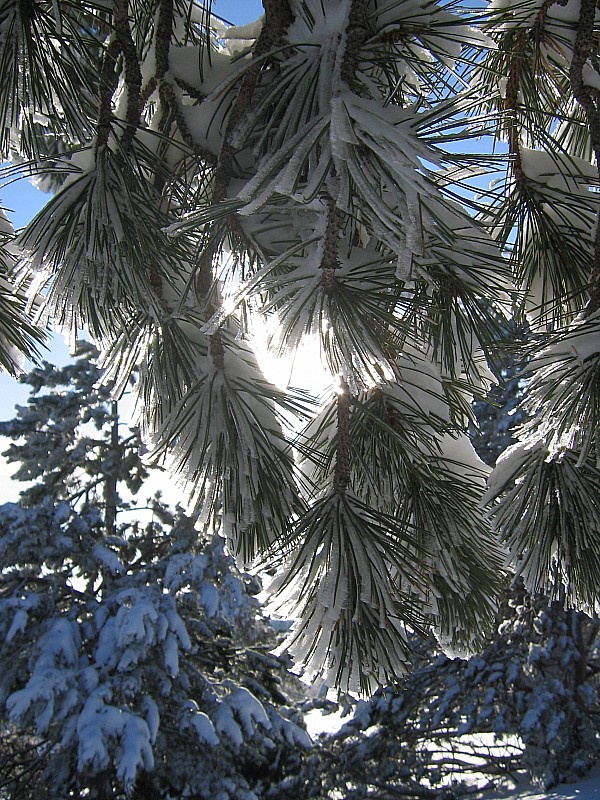 #4 Neige sur les arbres : Juste pour la beauté des arbres Neige sur les arbres : Juste pour la beauté des arbres