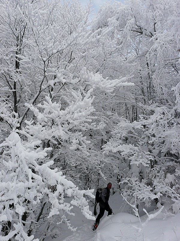 Forêt chargée : Pas mal de neige en forêt et des arbres magnifiques