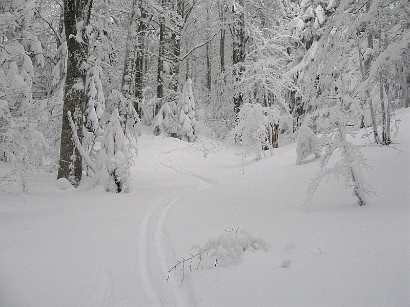 #5 ski en forêt : de ce côté là c ski en forêt : de ce côté là c'est vraiment très bon
