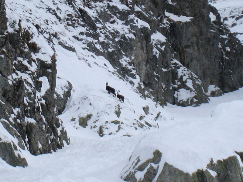 #1 Chamois : Les copains du jour Chamois : Les copains du jour