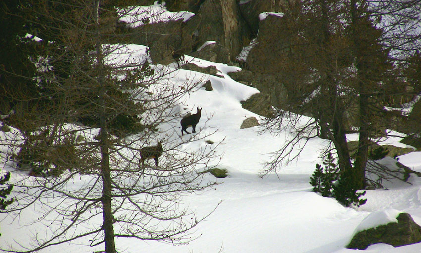 #4 Montée en compagnie des chamois Montée en compagnie des chamois