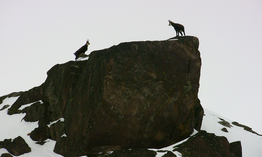 #9 Couple de chamois, rencontre "au sommet" Couple de chamois, rencontre "au sommet"