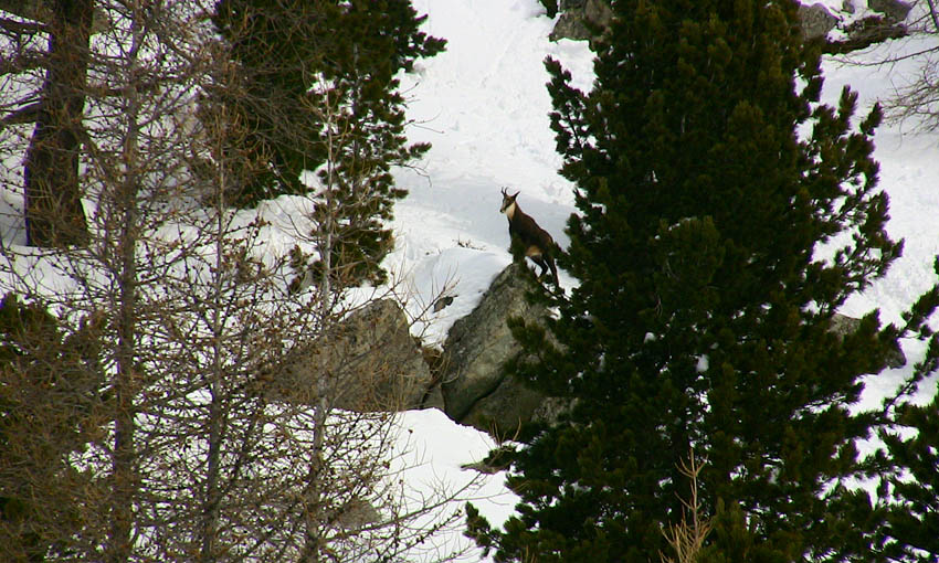 #5 Chamois très nombreux dans le secteur Chamois très nombreux dans le secteur