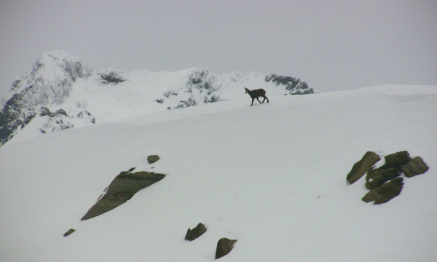 #10 On laisse nos compagnons d On laisse nos compagnons d'un jour à leur nature sauvage