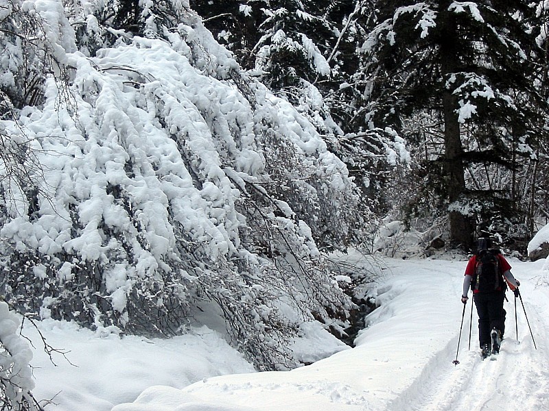 #1 Areng : Pas mal de neige sur les sapins Areng : Pas mal de neige sur les sapins