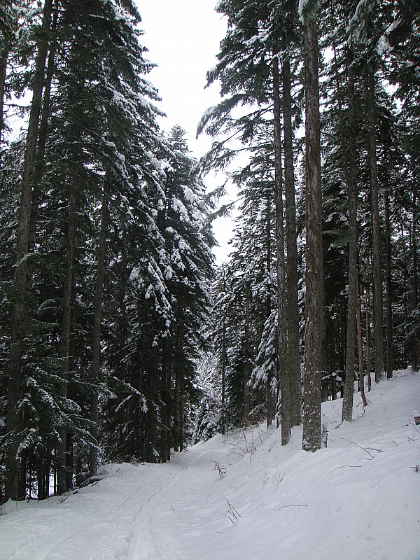 Le bois des Suifs à 1300 : La forêt est bien enneigée; enfin!