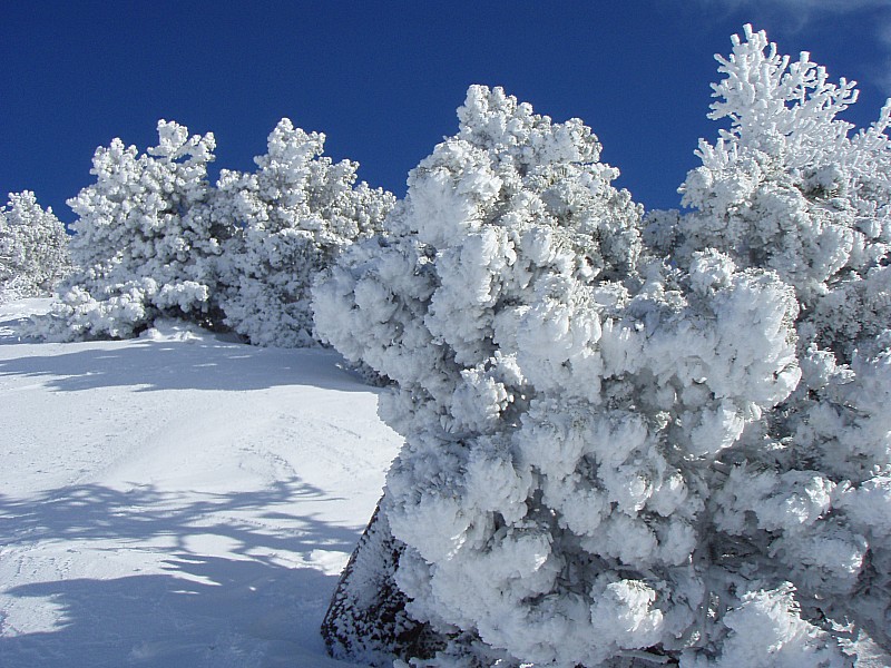 #2 arbres : Magie de Chamechaude arbres : Magie de Chamechaude
