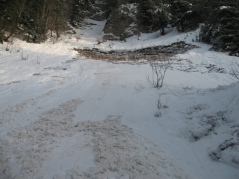 #1 piste forestière, coulée : c piste forestière, coulée : c'est parti comme d'habitude jusqu'à l'herbe