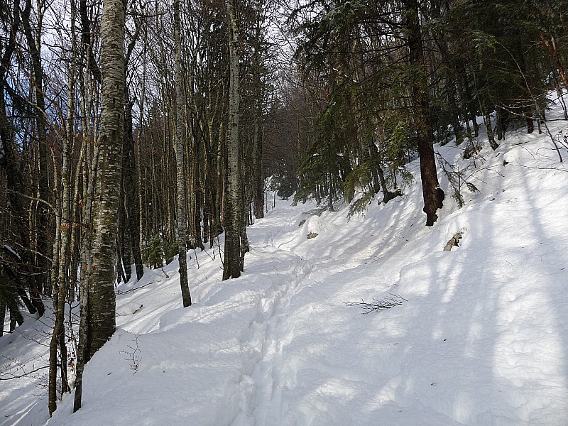 #1 Sous-bois : Petite éclaircie. Sous-bois : Petite éclaircie.