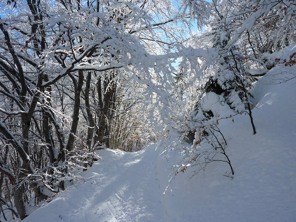 Retour à Tioulévé : La forêt à conservé sa parure hivernale.